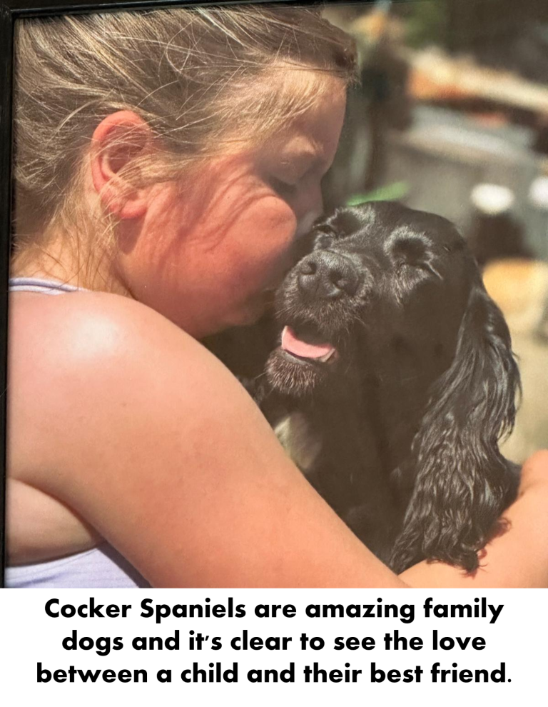 Cocker Spaniels are amazing family dogs and it's clear to see the love between a child and their best friend.